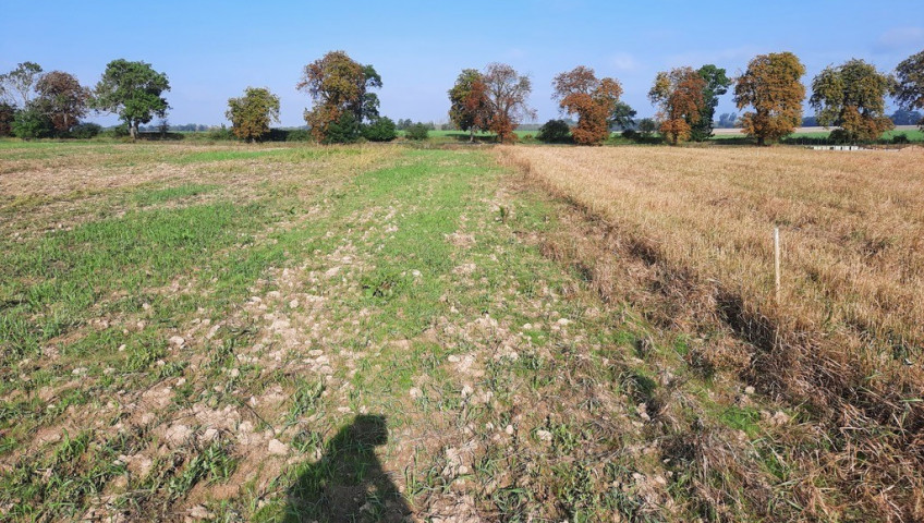 Działka Sprzedaż Kurów