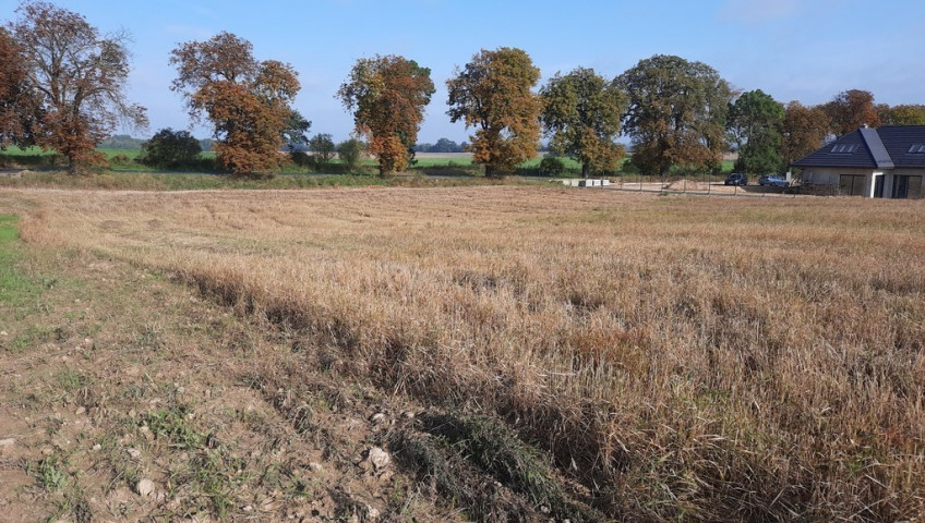 Działka Sprzedaż Kurów