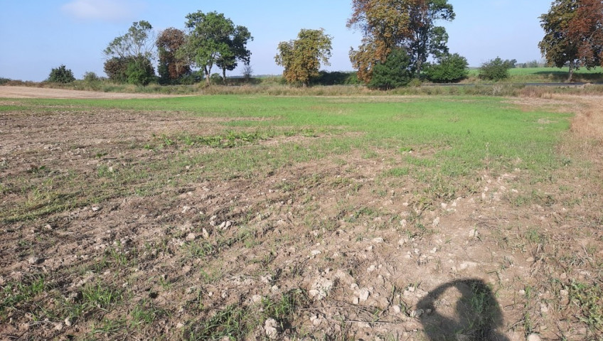 Działka Sprzedaż Kurów