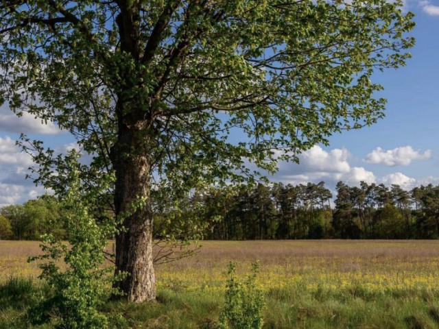 Działka Sprzedaż Jarnatów