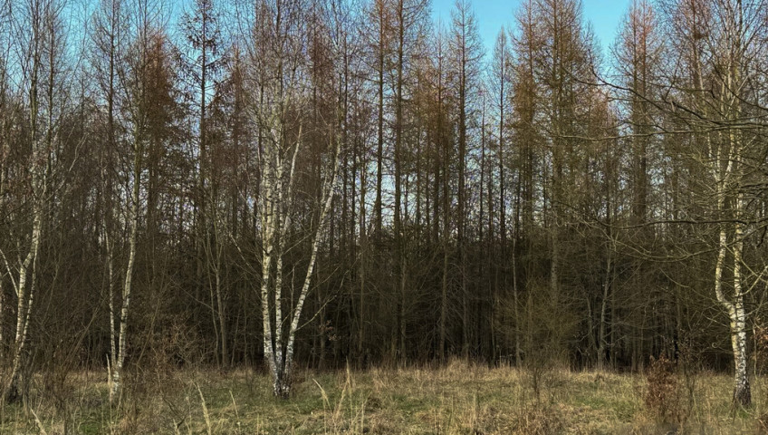 Działka Sprzedaż Błotno Błotny Młyn