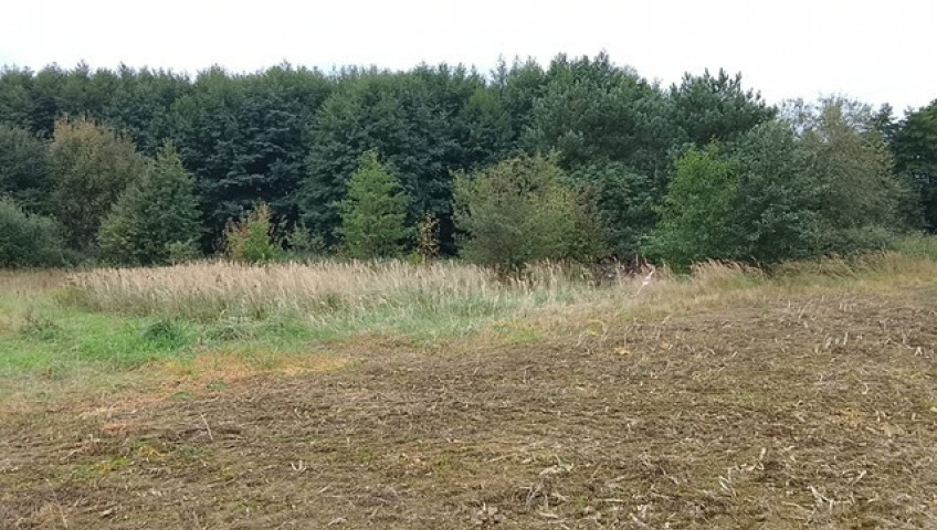 Działka Sprzedaż Stara Dąbrowa