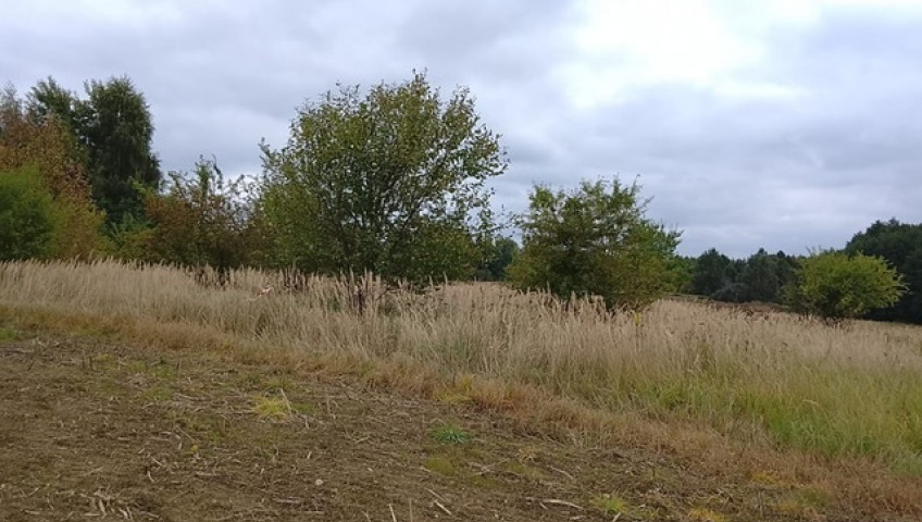 Działka Sprzedaż Stara Dąbrowa