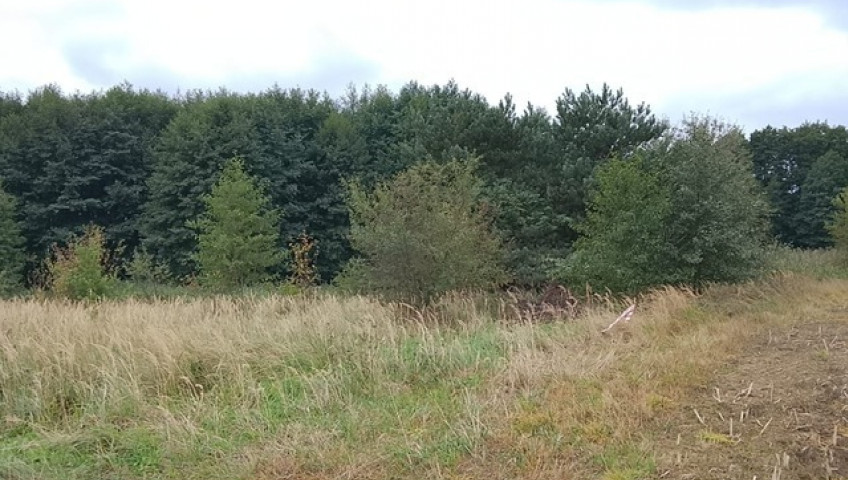 Działka Sprzedaż Stara Dąbrowa
