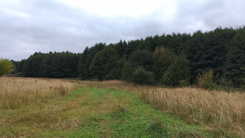Działka Sprzedaż Stara Dąbrowa