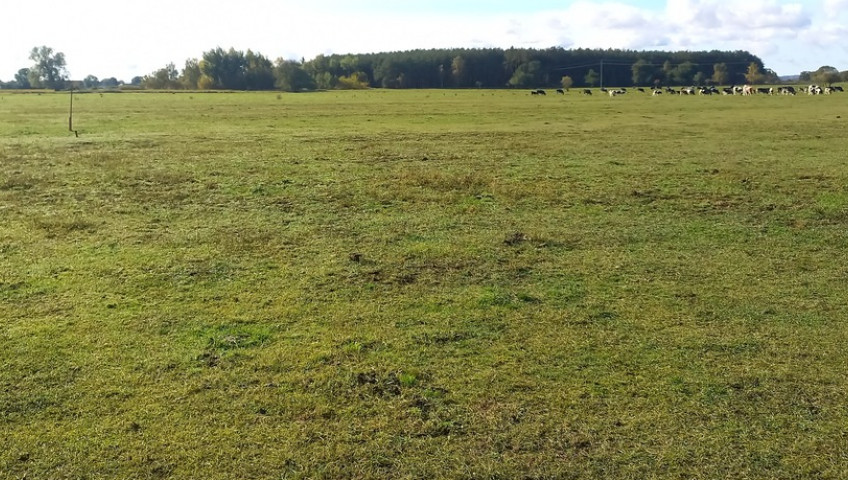 Działka Sprzedaż Borzysławiec
