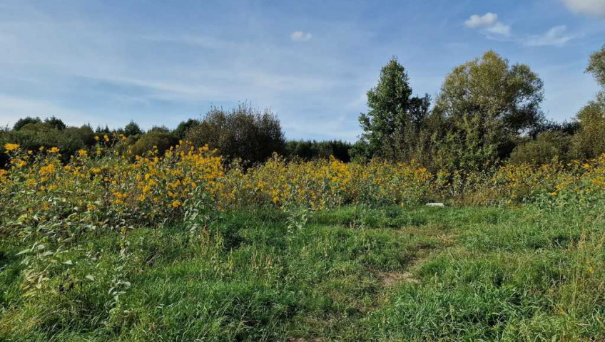 Działka Sprzedaż Starościn