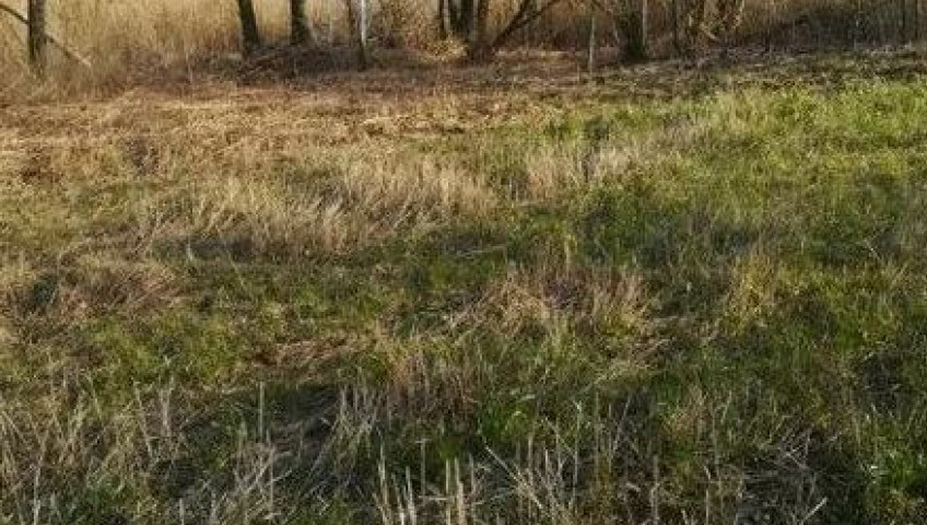 Działka Sprzedaż Kaszewo