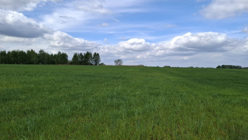 Działka Sprzedaż Bagna
