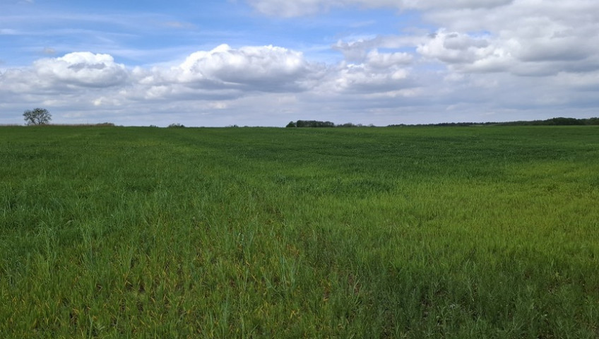 Działka Sprzedaż Bagna