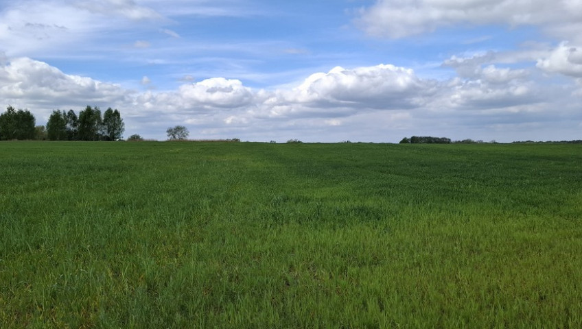 Działka Sprzedaż Bagna