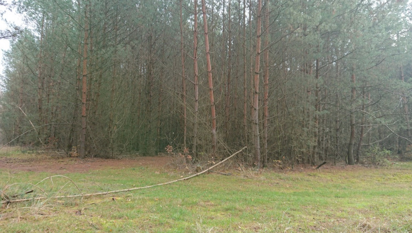 Działka Sprzedaż Starzyce