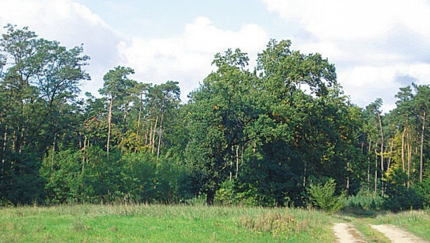 Działka Sprzedaż Kościno