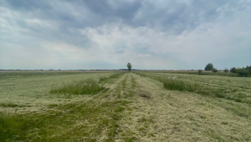 Działka Sprzedaż Wierzbno