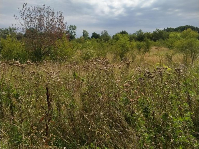 Działka Sprzedaż Pyrzyce