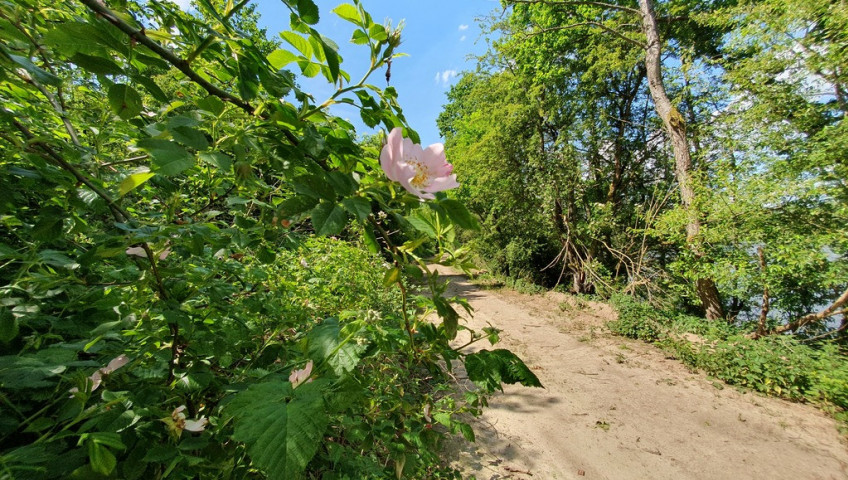 Działka Sprzedaż Zieleniewo