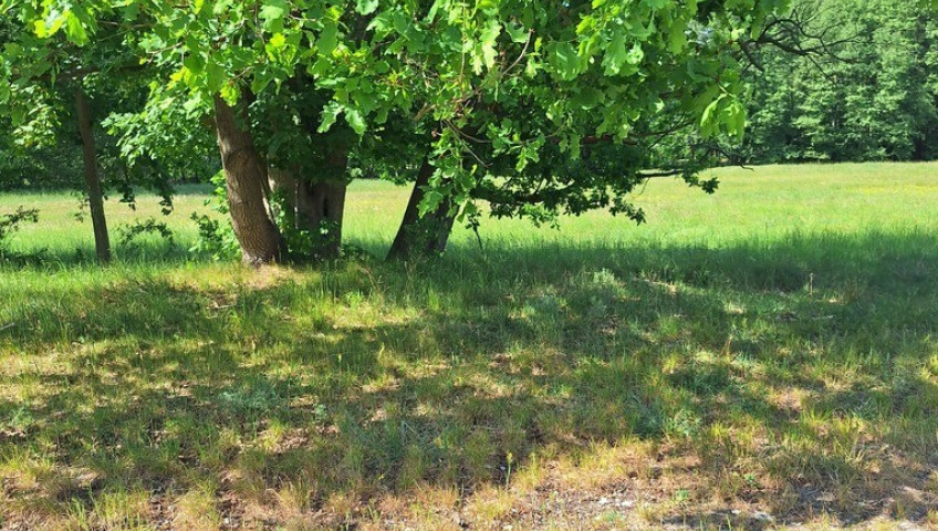 Działka Sprzedaż Tanowo Szczecińska