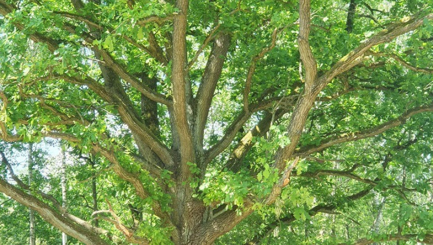 Działka Sprzedaż Zieleniewo