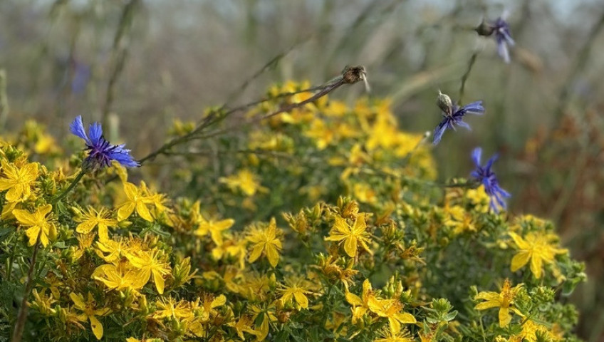 Działka Sprzedaż Goleniów
